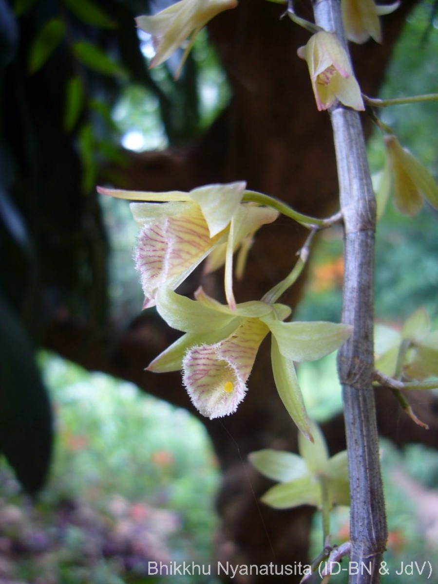 Dendrobium macrostachyum Lindl.